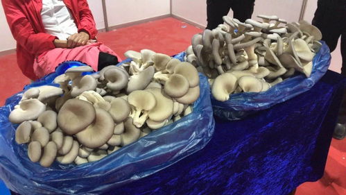 海蜇節盛大開幕！營口人必須了解 家鄉水產業為何如此“牛氣沖天”